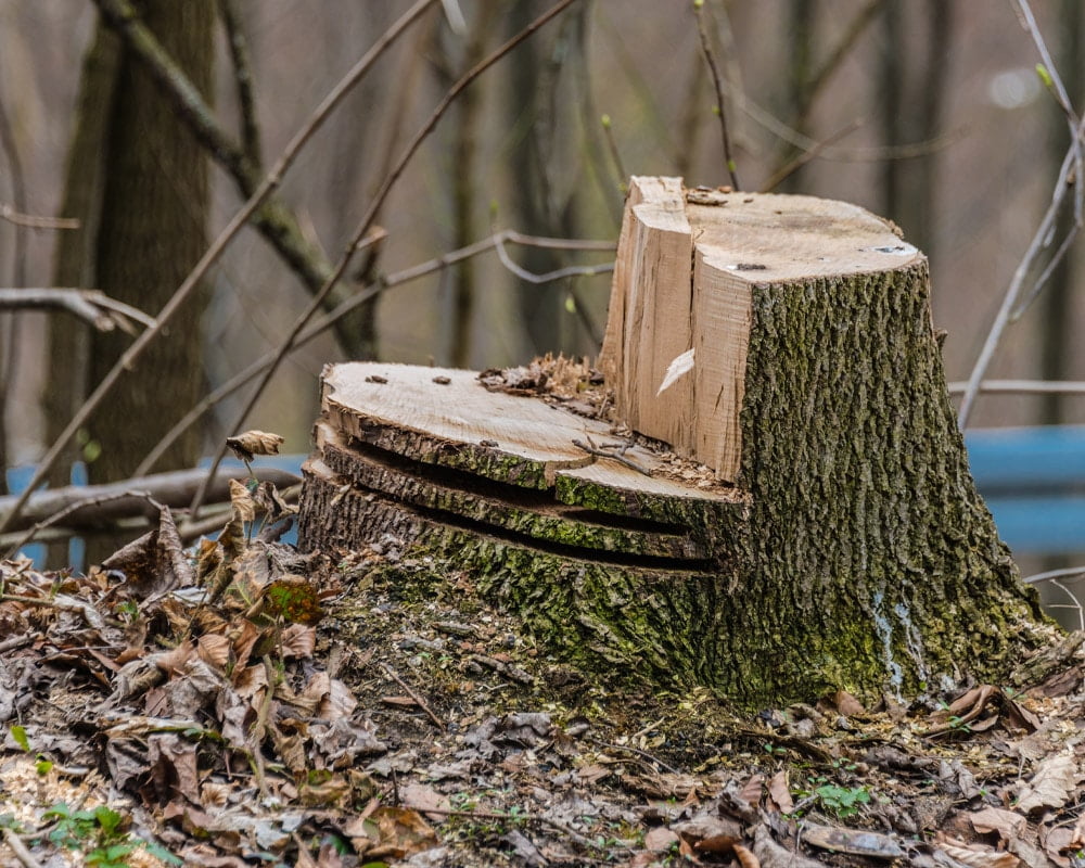 Tree Felling Stump
